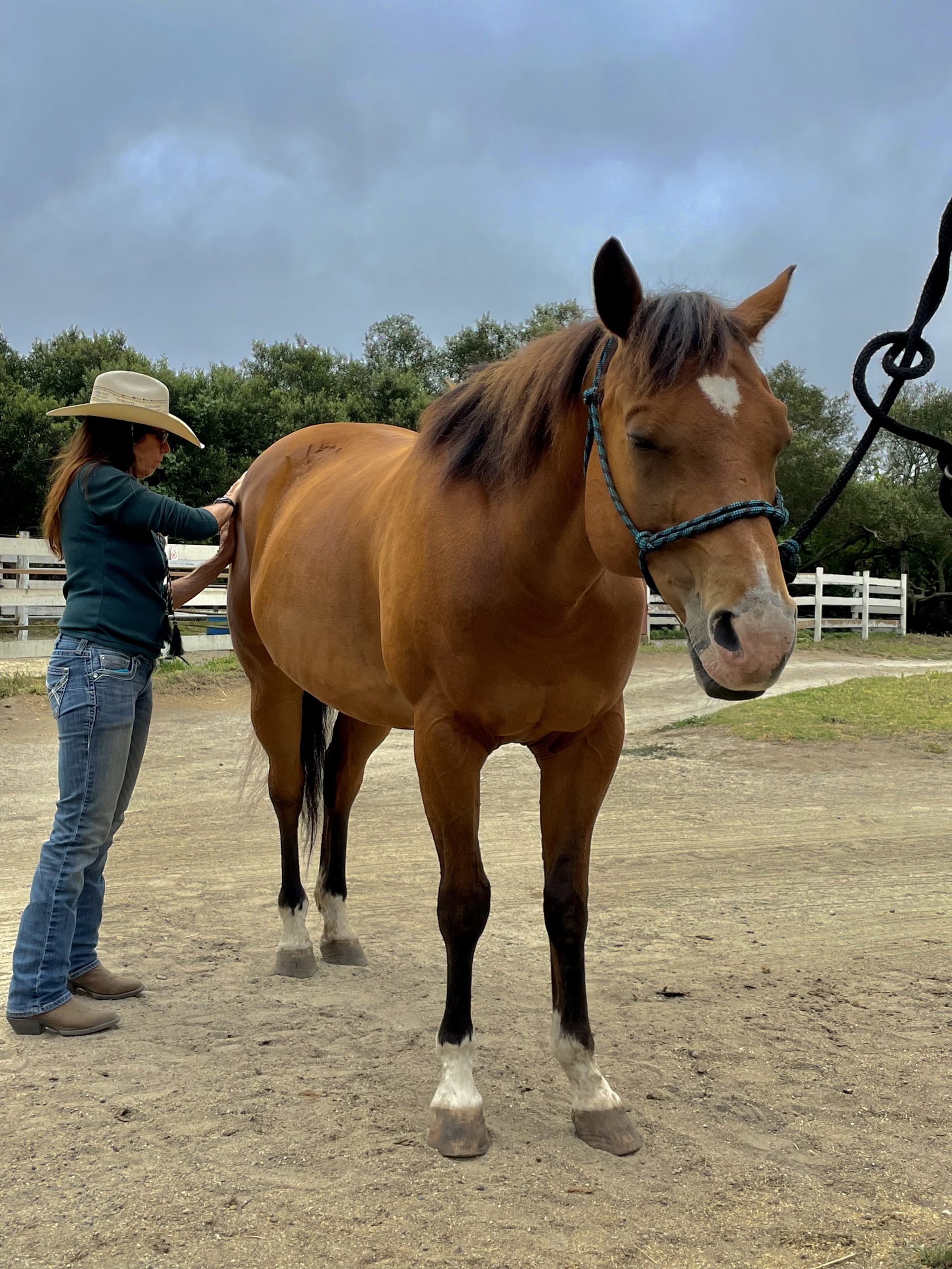 Equine Myomanipulative Functional Therapy, Massage Craniosacral Therapy